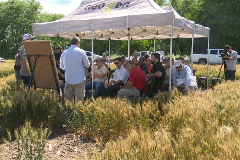 NEO CAMPO de Trigo de Neogen Semillas - Centro de Experiencias en Sexto Distrito, Gualeguay