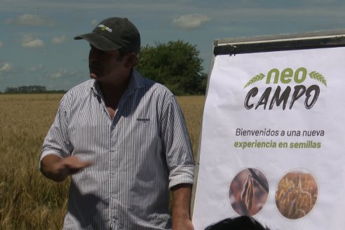 NEO CAMPO de Trigo de Neogen Semillas - Centro de Experiencias en Sexto Distrito, Gualeguay