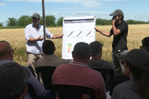 NEO CAMPO de Trigo de Neogen Semillas - Centro de Experiencias en Sexto Distrito, Gualeguay