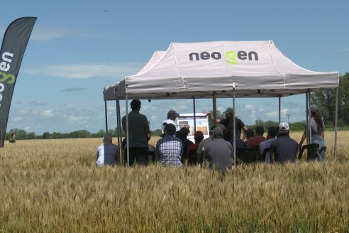 NEO CAMPO de Trigo de Neogen Semillas - Centro de Experiencias en Sexto Distrito, Gualeguay