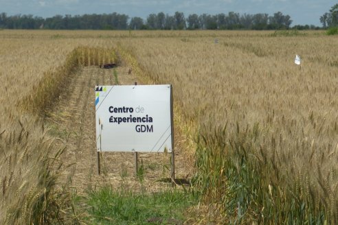 NEO CAMPO de Trigo de Neogen Semillas - Centro de Experiencias en Sexto Distrito, Gualeguay