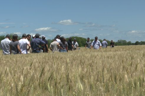 NEO CAMPO de Trigo de Neogen Semillas - Centro de Experiencias en Sexto Distrito, Gualeguay