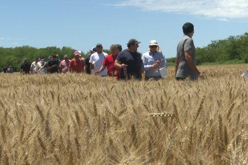 NEO CAMPO de Trigo de Neogen Semillas - Centro de Experiencias en Sexto Distrito, Gualeguay