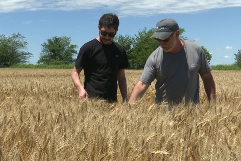 NEO CAMPO de Trigo de Neogen Semillas - Centro de Experiencias en Sexto Distrito, Gualeguay