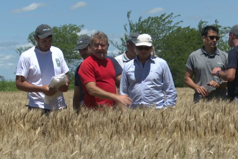 NEO CAMPO de Trigo de Neogen Semillas - Centro de Experiencias en Sexto Distrito, Gualeguay