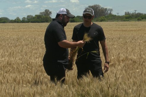 NEO CAMPO de Trigo de Neogen Semillas - Centro de Experiencias en Sexto Distrito, Gualeguay