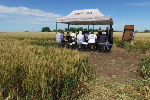 NEO CAMPO de Trigo de Neogen Semillas - Centro de Experiencias en Sexto Distrito, Gualeguay