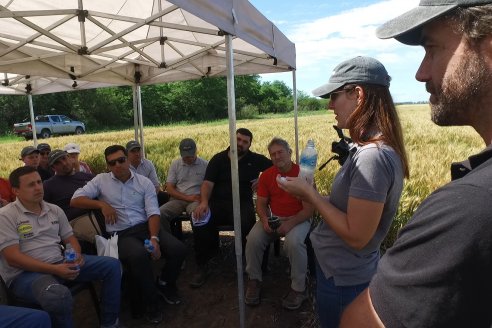 NEO CAMPO de Trigo de Neogen Semillas - Centro de Experiencias en Sexto Distrito, Gualeguay