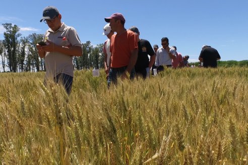 NEO CAMPO de Trigo de Neogen Semillas - Centro de Experiencias en Sexto Distrito, Gualeguay