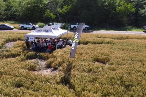 NEO CAMPO de Trigo de Neogen Semillas - Centro de Experiencias en Sexto Distrito, Gualeguay