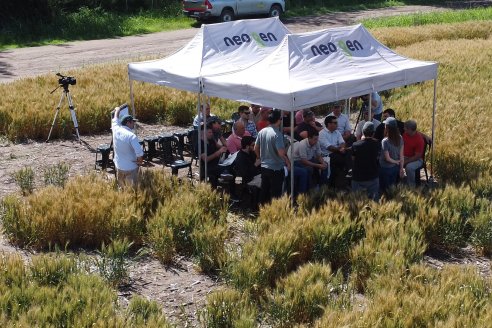 NEO CAMPO de Trigo de Neogen Semillas - Centro de Experiencias en Sexto Distrito, Gualeguay