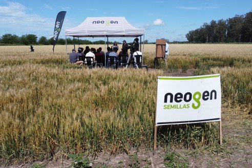 NEO CAMPO de Trigo de Neogen Semillas - Centro de Experiencias en Sexto Distrito, Gualeguay