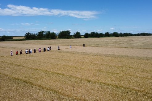 NEO CAMPO de Trigo de Neogen Semillas - Centro de Experiencias en Sexto Distrito, Gualeguay