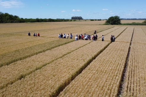 NEO CAMPO de Trigo de Neogen Semillas - Centro de Experiencias en Sexto Distrito, Gualeguay