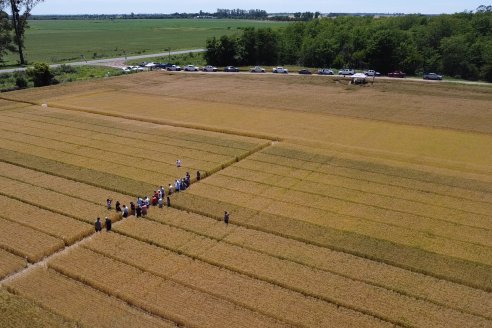 NEO CAMPO de Trigo de Neogen Semillas - Centro de Experiencias en Sexto Distrito, Gualeguay