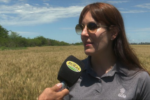 NEO CAMPO de Trigo de Neogen Semillas - Centro de Experiencias en Sexto Distrito, Gualeguay