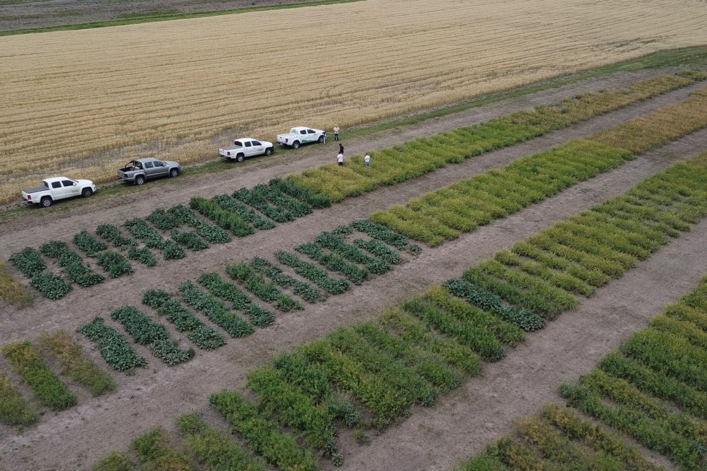 Nuseed comenzó con su programa de híbridos de carinata en 2022