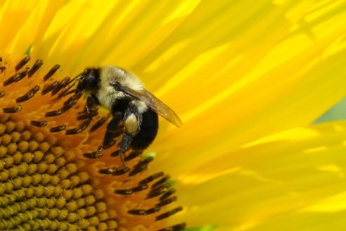 Abejas para mejorar la rentabilidad del girasol