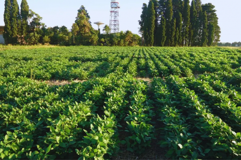 INTA Paraná presentó dos variedades de soja no OGM