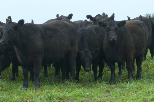 Carne vacuna: se consolida la tendencia alcista