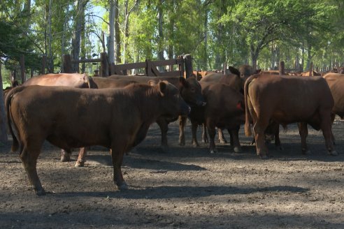 Tour Productivo AEPA en el Departamento Villaguay - Visita a Establ. Fortin Esperanza en Raices Oeste