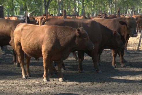 Tour Productivo AEPA en el Departamento Villaguay - Visita a Establ. Fortin Esperanza en Raices Oeste