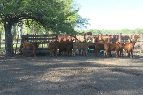 Tour Productivo AEPA en el Departamento Villaguay - Visita a Establ. Fortin Esperanza en Raices Oeste