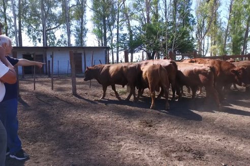 Tour Productivo AEPA en el Departamento Villaguay - Visita a Establ. Fortin Esperanza en Raices Oeste