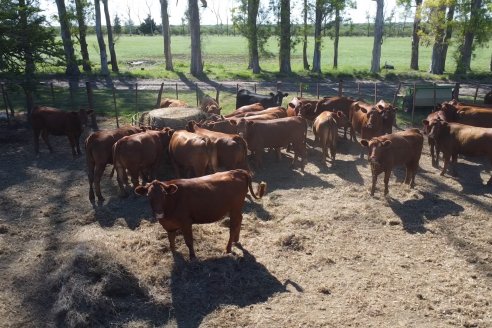 Tour Productivo AEPA en el Departamento Villaguay - Visita a Establ. Fortin Esperanza en Raices Oeste