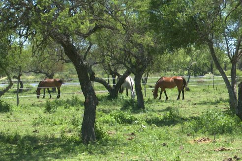 Tour Productivo AEPA en el Departamento Villaguay - Visita a Campo La Ofelia en Raices Este