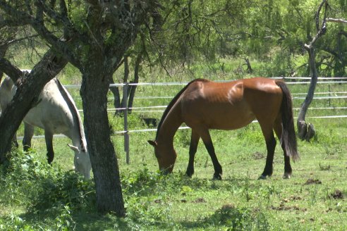 Tour Productivo AEPA en el Departamento Villaguay - Visita a Campo La Ofelia en Raices Este