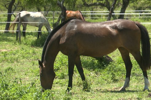 Tour Productivo AEPA en el Departamento Villaguay - Visita a Campo La Ofelia en Raices Este