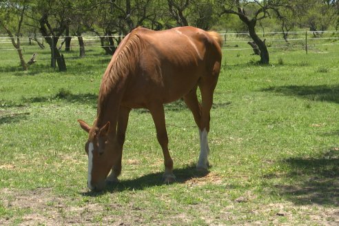 Tour Productivo AEPA en el Departamento Villaguay - Visita a Campo La Ofelia en Raices Este