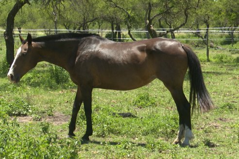 Tour Productivo AEPA en el Departamento Villaguay - Visita a Campo La Ofelia en Raices Este