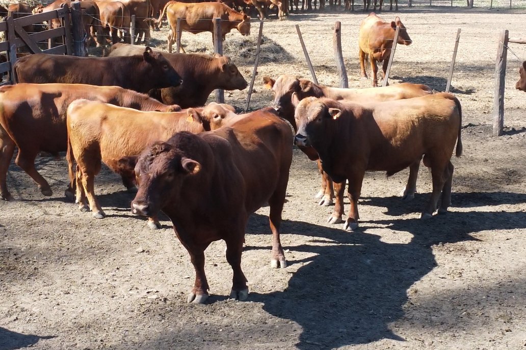 Tour Productivo AEPA en el Departamento Villaguay - Visita a Establ. Fortin Esperanza en Raices Oeste