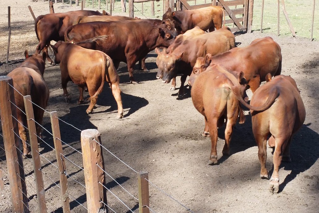 Tour Productivo AEPA en el Departamento Villaguay - Visita a Establ. Fortin Esperanza en Raices Oeste