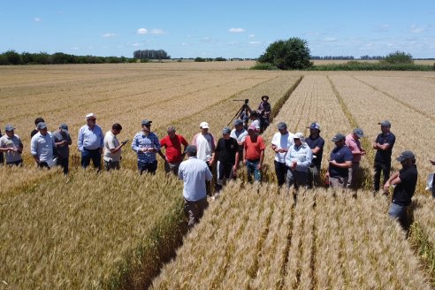 El aporte de Entre Ríos al país será de 700.000 hectáreas trigueras