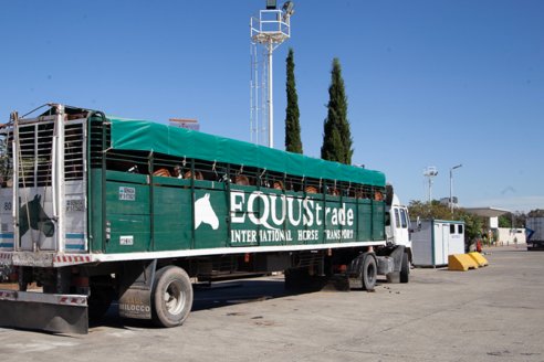 Desde África, Namibia ahora quiere comprar caballos argentinos