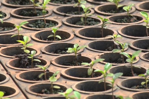 Visita a Coop.Agric. de Colonia Liebig, Corrientes -  Yerba Mate Playadito