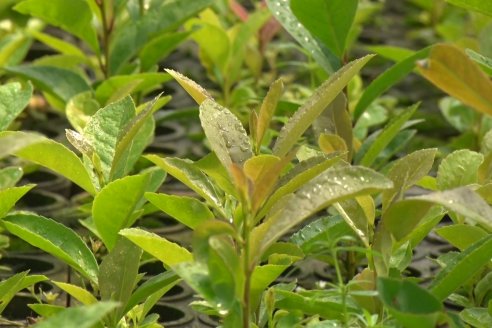 Visita a Coop.Agric. de Colonia Liebig, Corrientes -  Yerba Mate Playadito