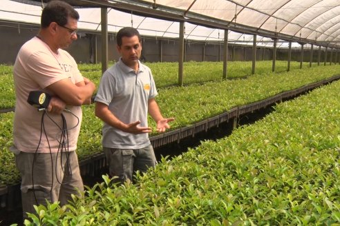 Visita a Coop.Agric. de Colonia Liebig, Corrientes -  Yerba Mate Playadito