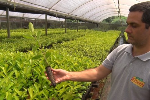 Visita a Coop.Agric. de Colonia Liebig, Corrientes -  Yerba Mate Playadito