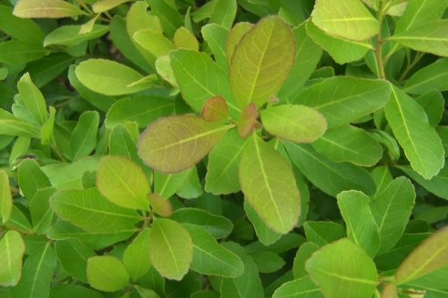 Visita a Coop.Agric. de Colonia Liebig, Corrientes -  Yerba Mate Playadito