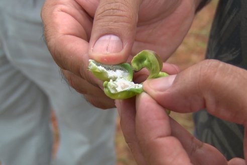 Visita a Coop.Agric. de Colonia Liebig, Corrientes -  Yerba Mate Playadito