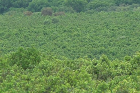 Visita a Coop.Agric. de Colonia Liebig, Corrientes -  Yerba Mate Playadito