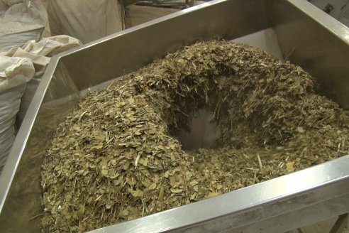 Visita a Coop.Agric. de Colonia Liebig, Corrientes -  Yerba Mate Playadito