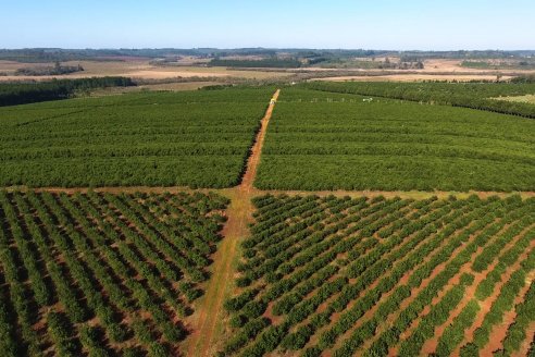 Visita a Coop.Agric. de Colonia Liebig, Corrientes -  Yerba Mate Playadito