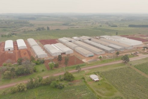 Visita a Coop.Agric. de Colonia Liebig, Corrientes -  Yerba Mate Playadito