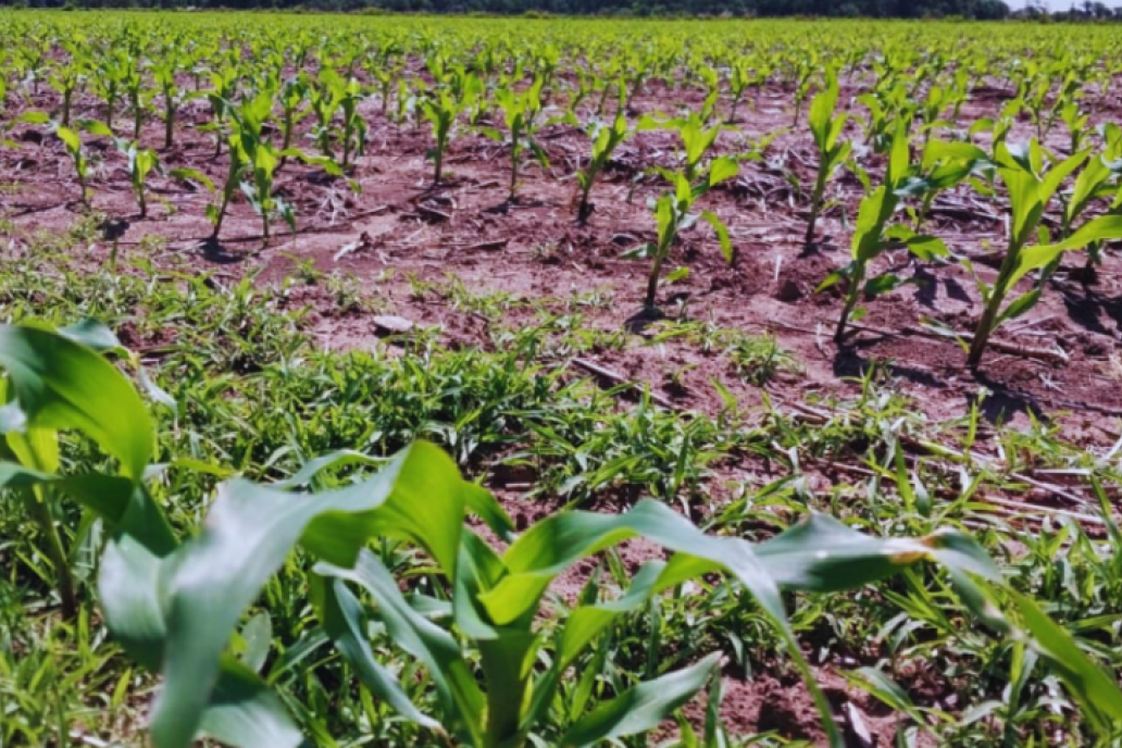 Entre Ríos acredita poca aceptación al cultivo de segunda.