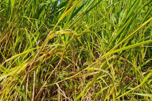 Estudian cómo restaurar suelos agrícolas degradados